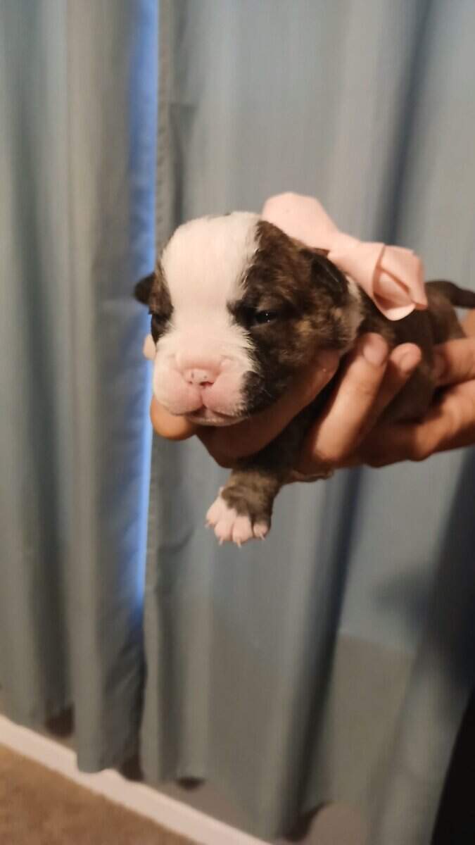 Christmas Puppies image 9
