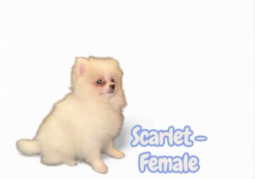 Pomeranian Puppies – Ready for Their New Homes