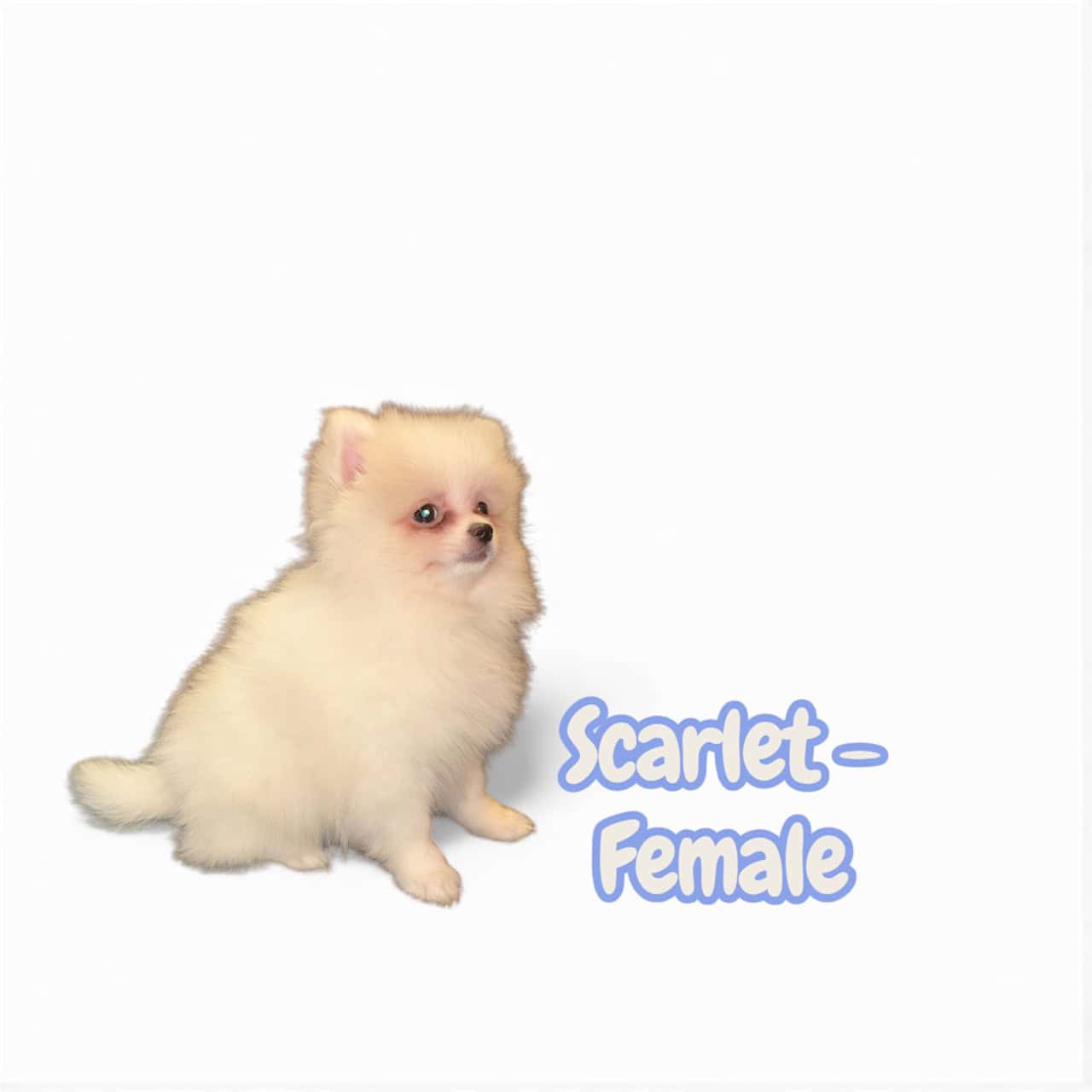 Pomeranian Puppies – Ready for Their New Homes image 1