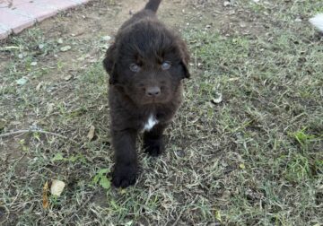 AKC Newfoundland puppiies