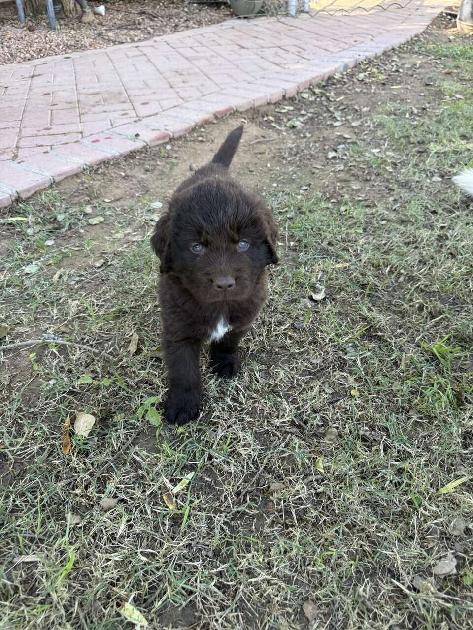 AKC Newfoundland puppiies image 1