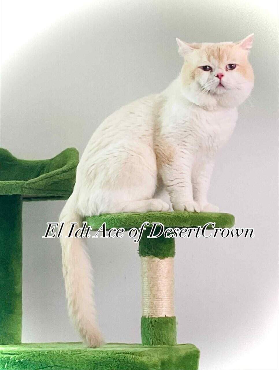 Silver chinchilla British longhair male image 11