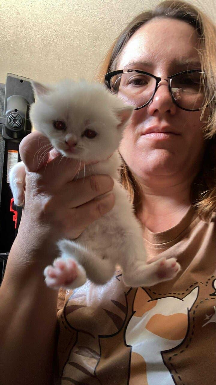 Silver chinchilla British shorthair female wcf image 12