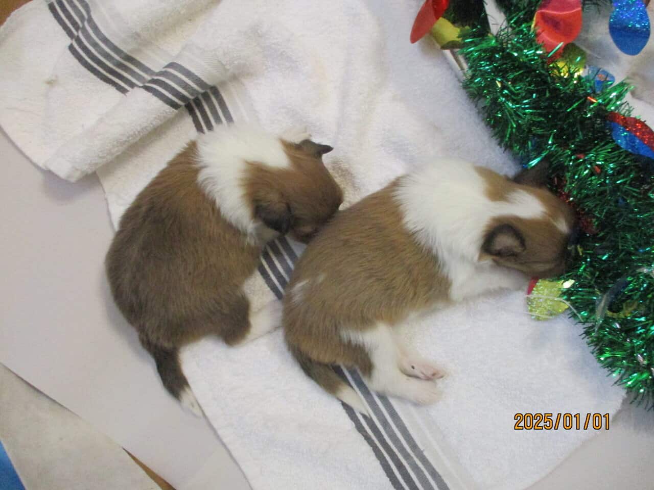 AKC Shetland Sheep Dog Puppies image 2