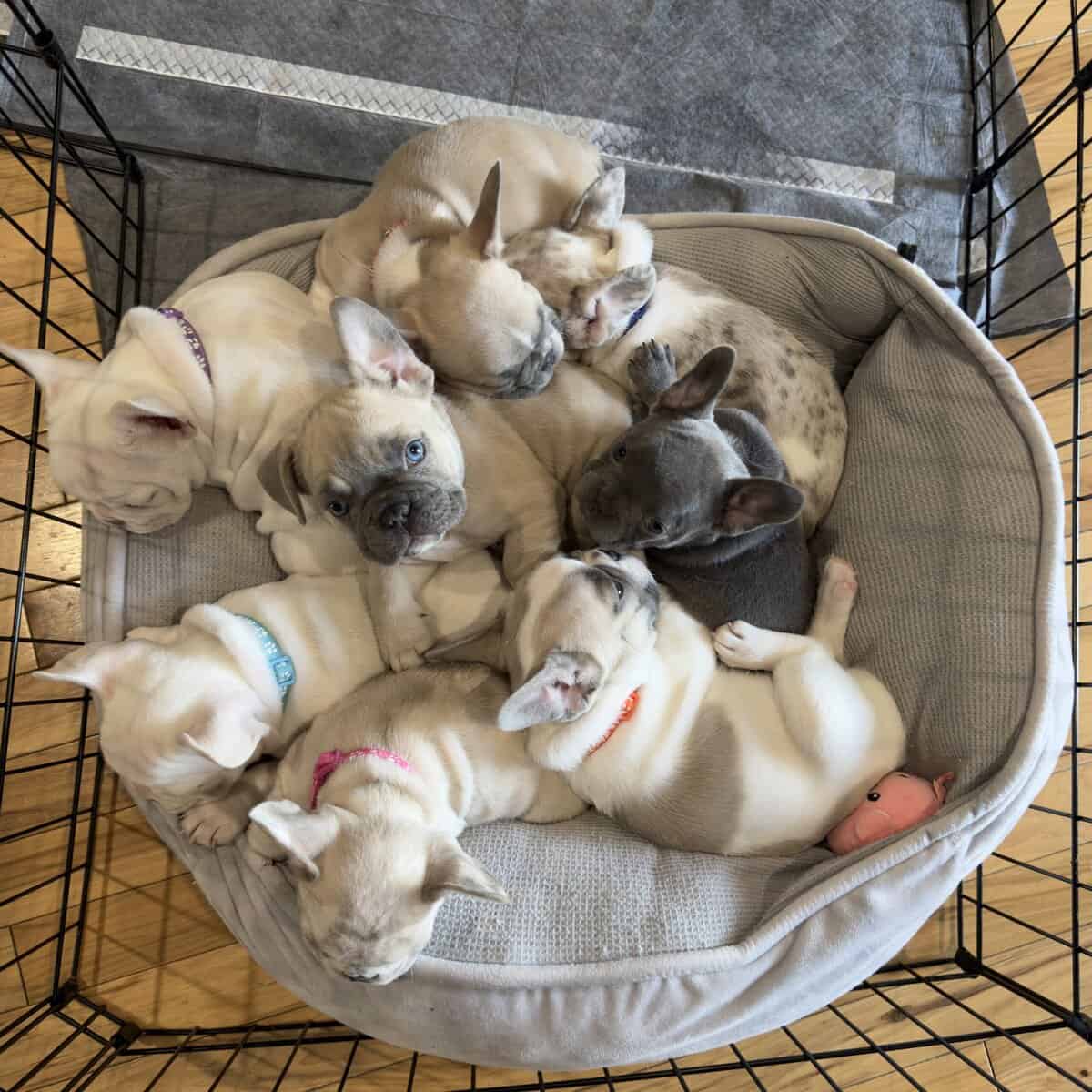 Frenchies ready for new homes image 7