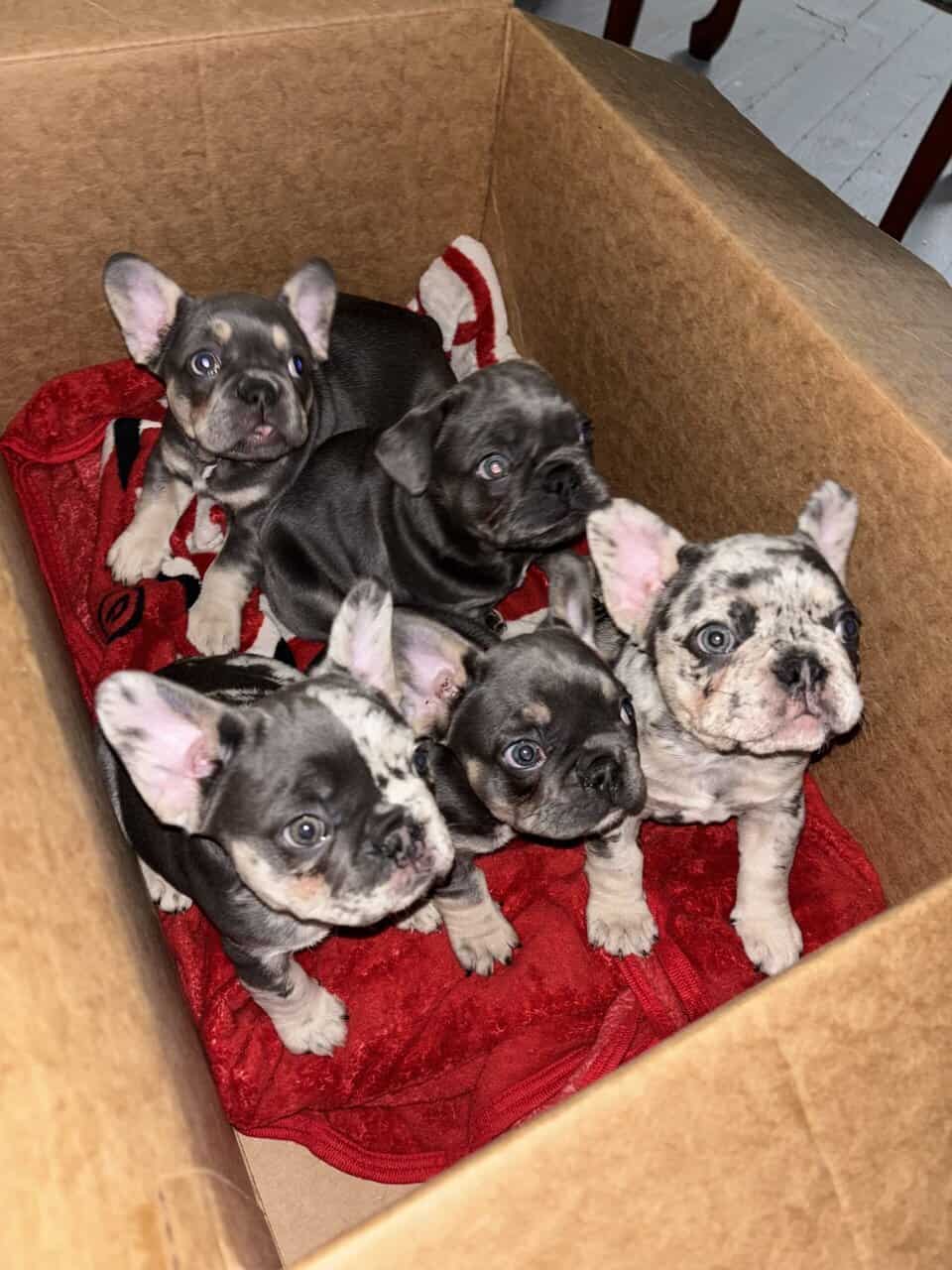 Akc French Bulldog (best pricing !) image 7