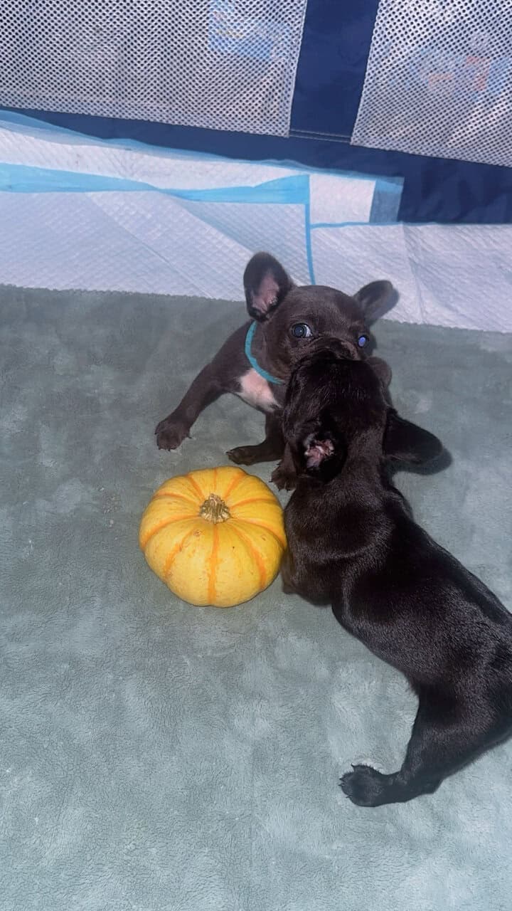AKC Frenchie pups image 6
