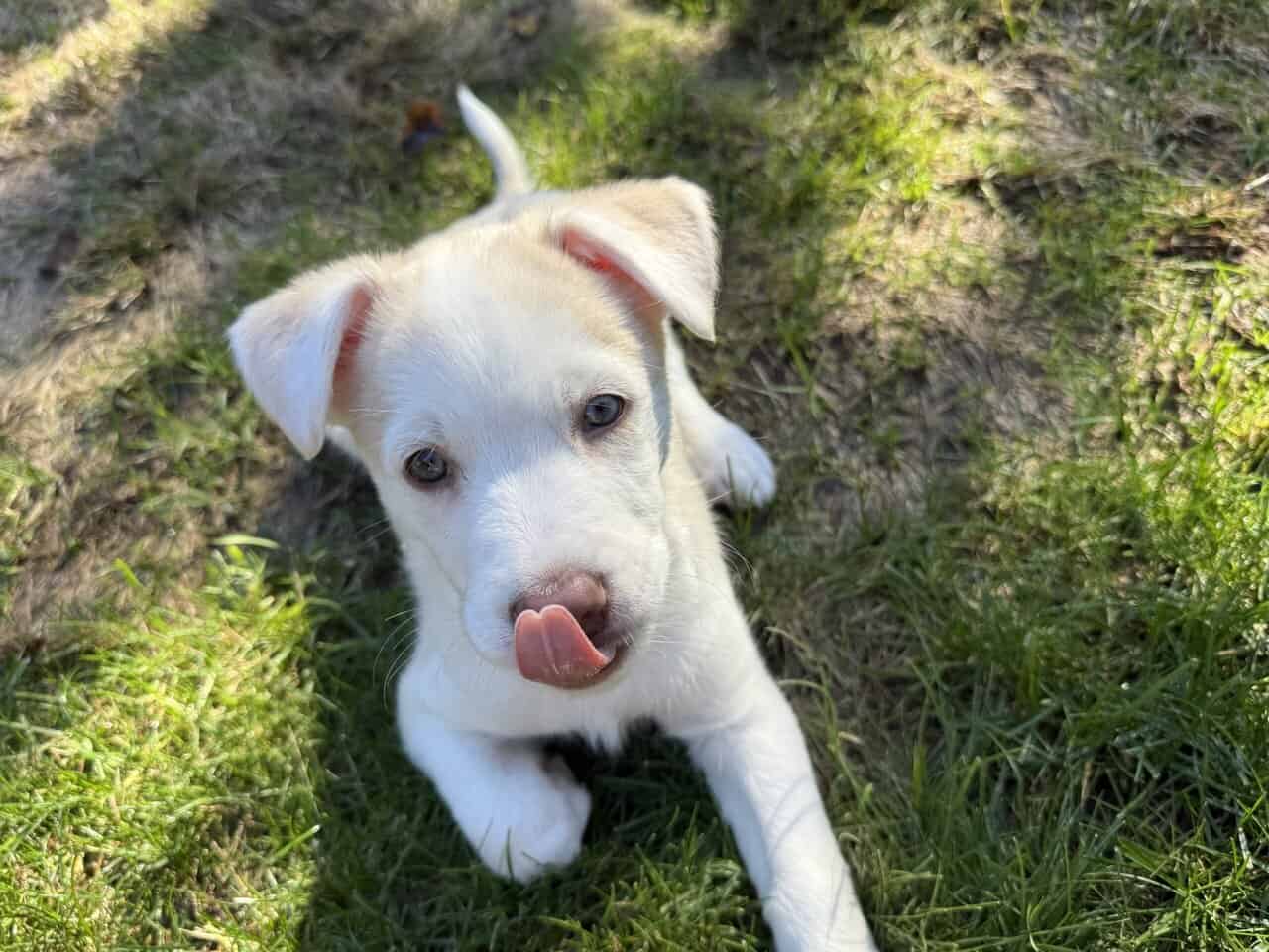 Puppy for sell image 2