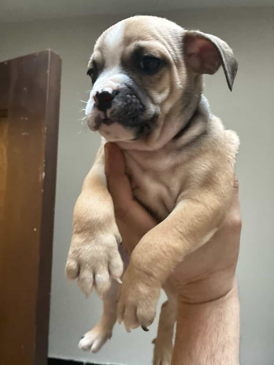 Chihuahua mix english bulldog image 3
