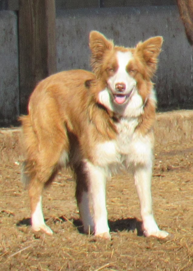 Border Collie Puppies image 7