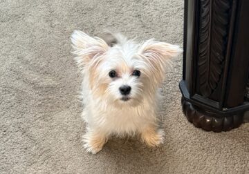 Adorable seven month old Morkie puppy