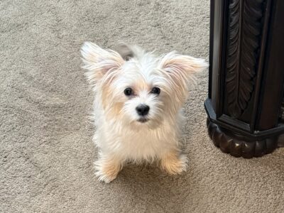 Adorable seven month old Morkie puppy