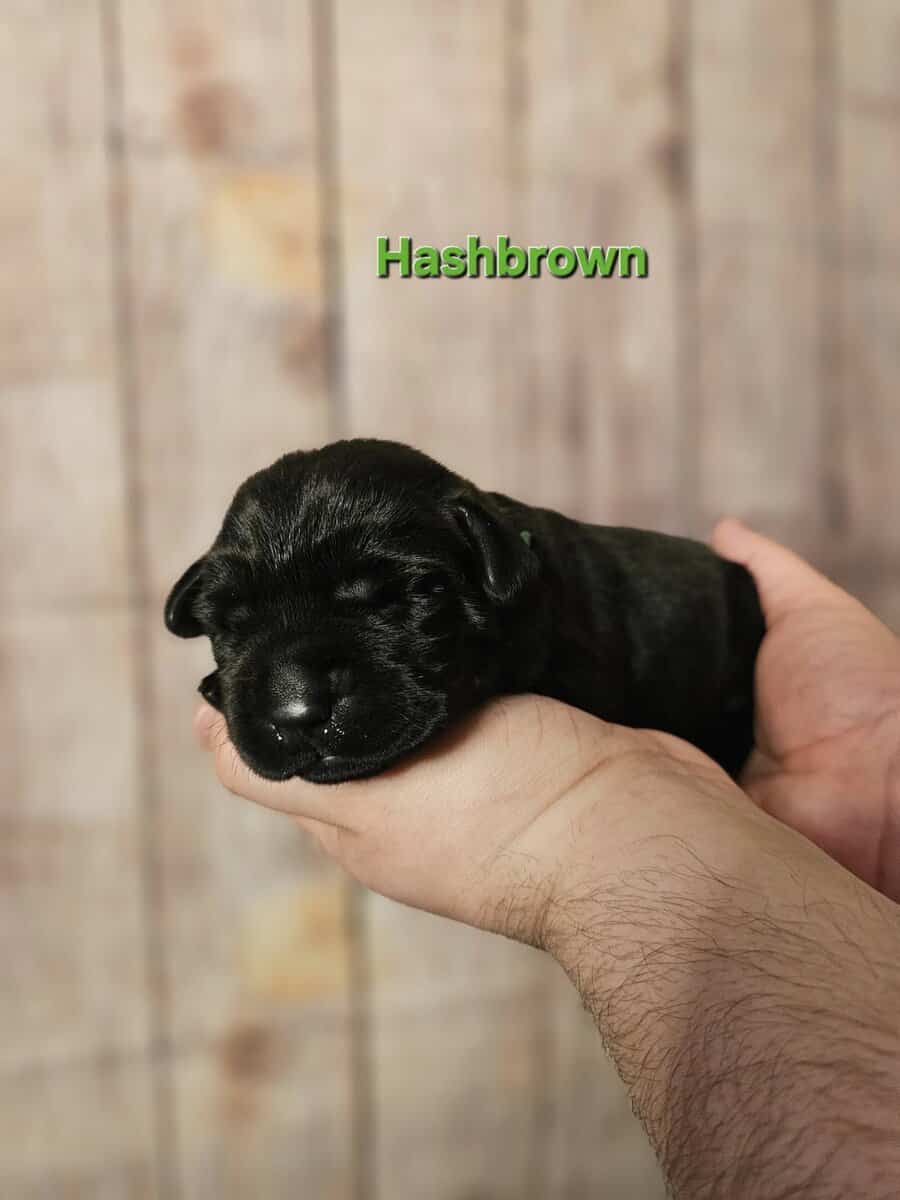 AKC Male Labrador Puppies Health Tested Parents image 5