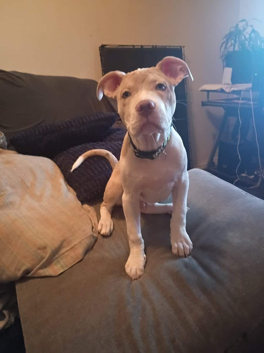 A 4 month old American Pitbull Terrier image 2
