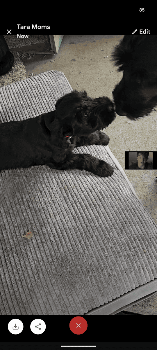 Giant Schnauzer for sale image 2