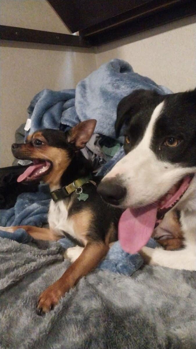 2 year old chihuahua image 3