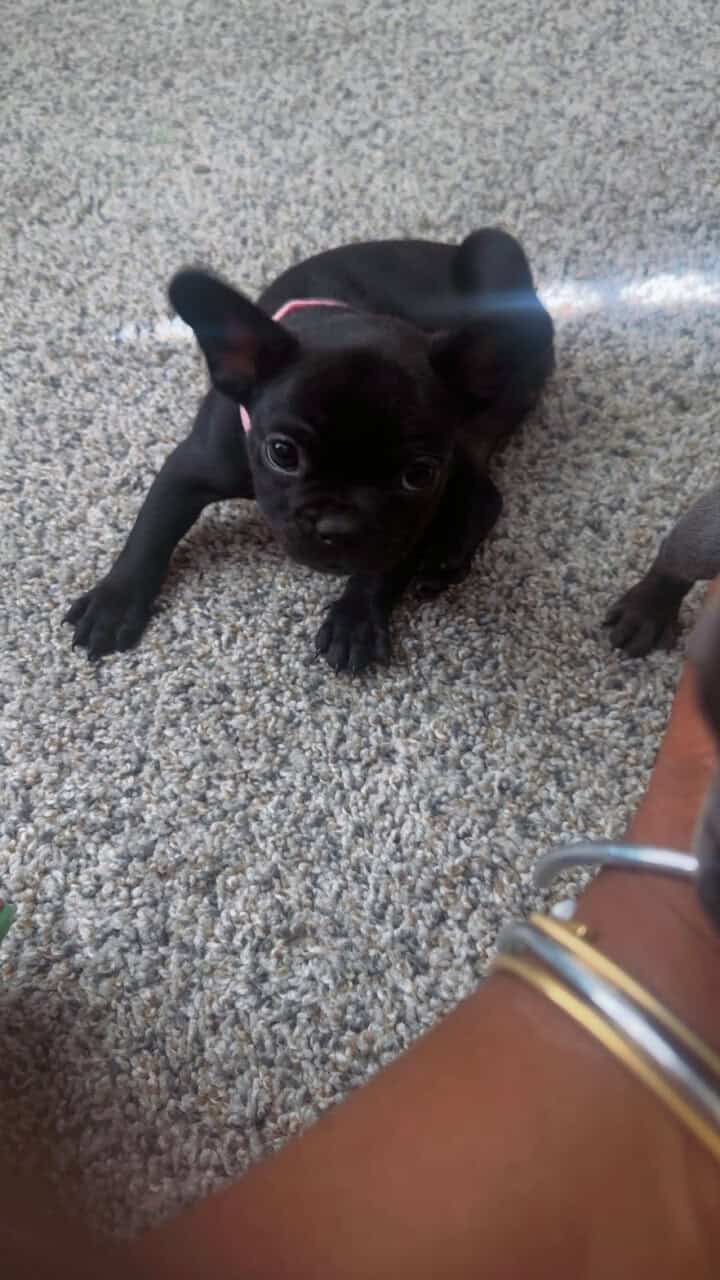 AKC Frenchie pups image 4