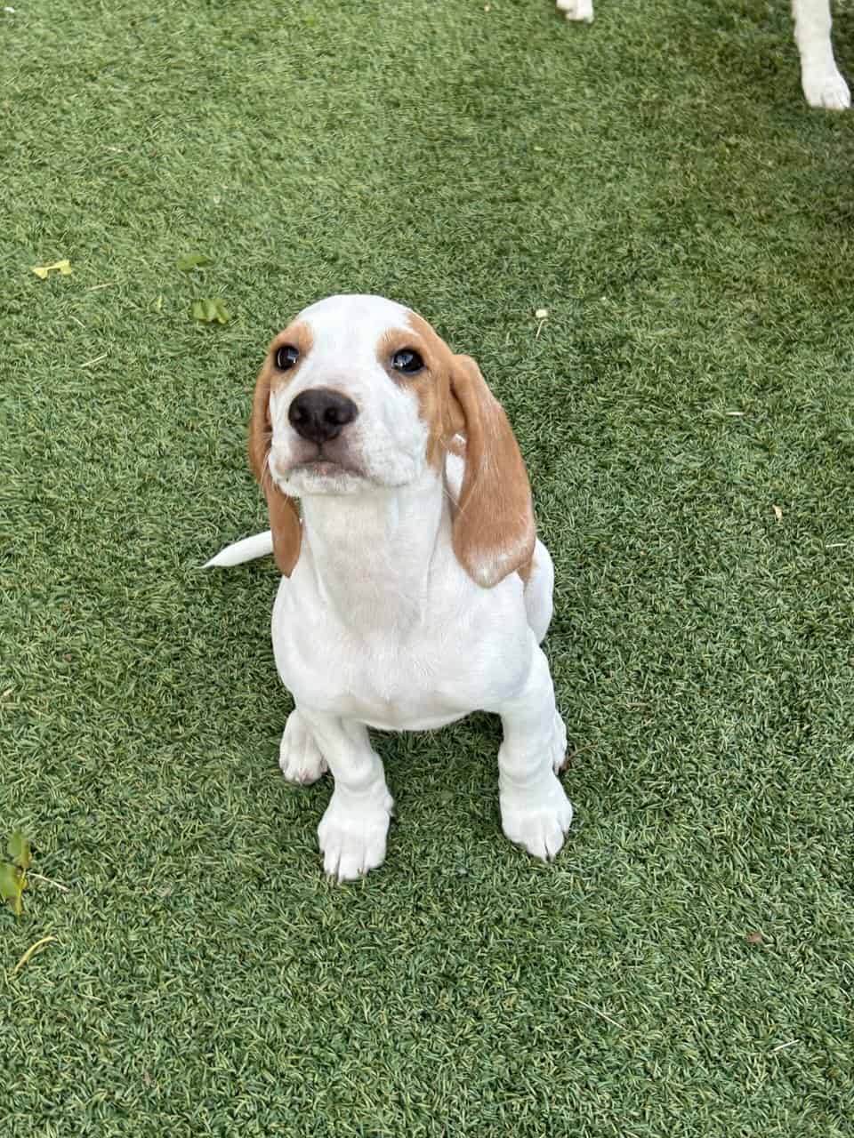 Beagle puppy image 3