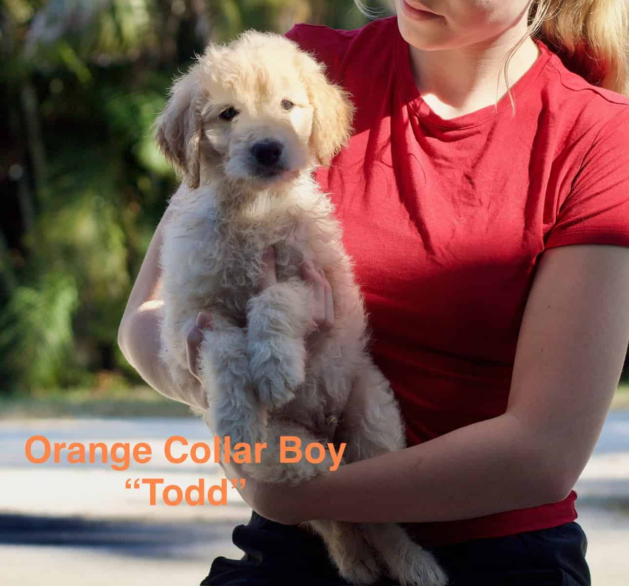 Litter of Bordoodle puppies image 2