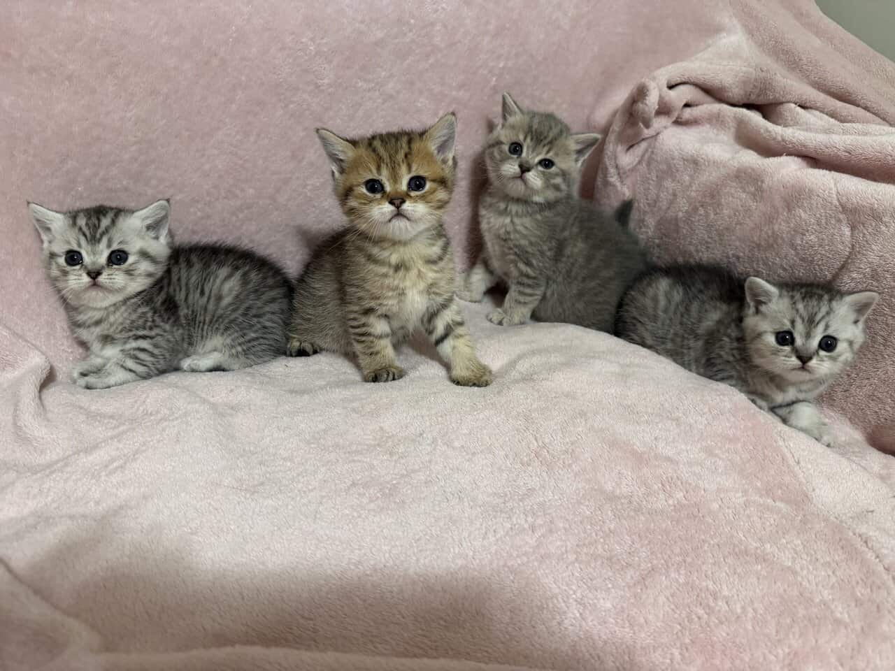 Scottish kittens image 15