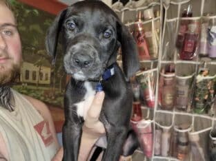 Mantel Great Dane Puppies