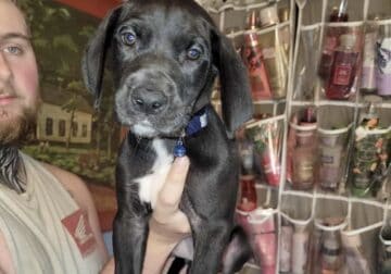 Mantel Great Dane Puppies