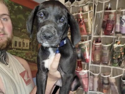 Mantel Great Dane Puppies