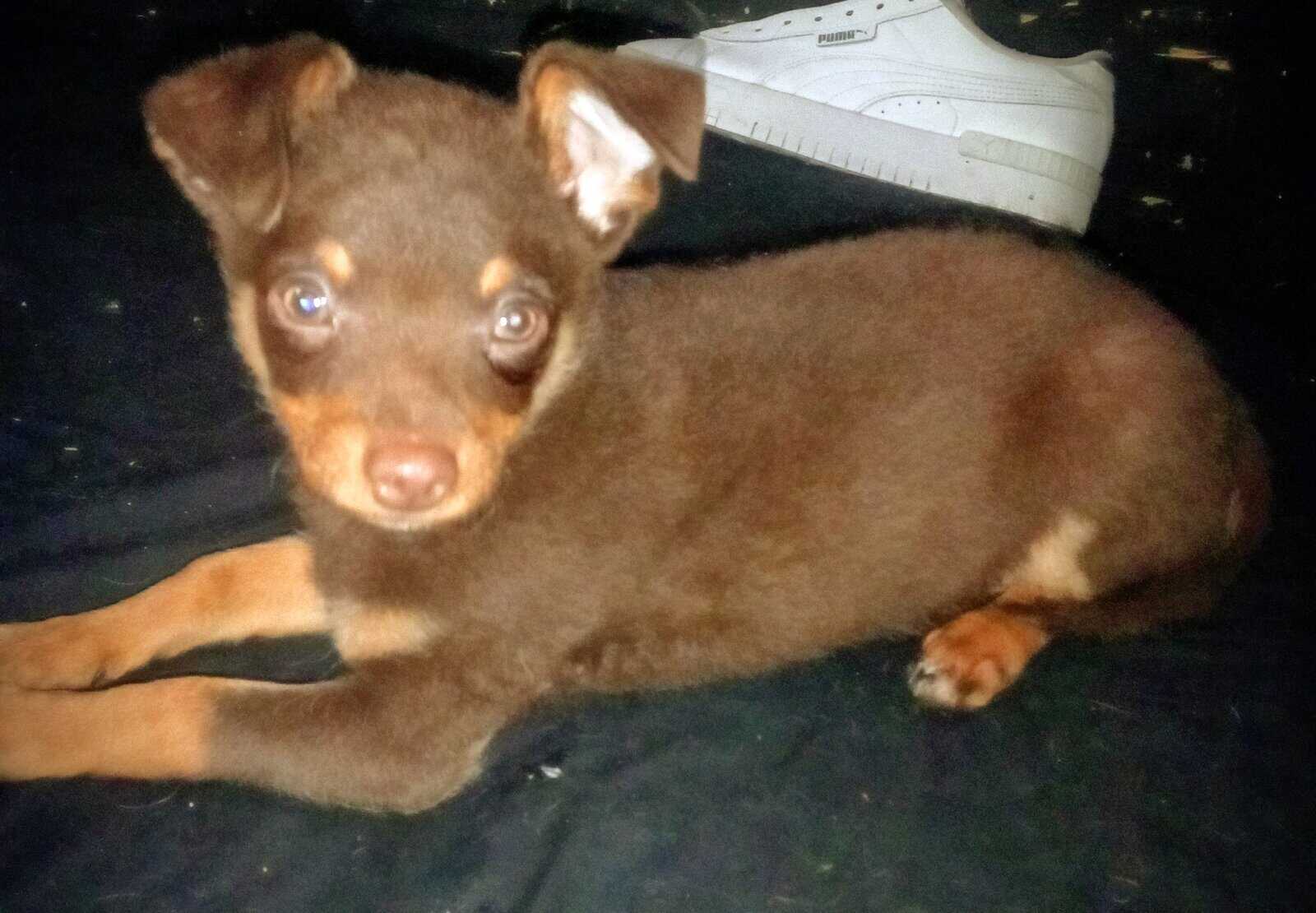 Pup's need home image 4