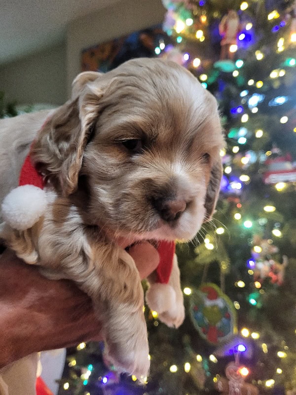 Gorgeous Cocker Spaniel Puppies!! image 1