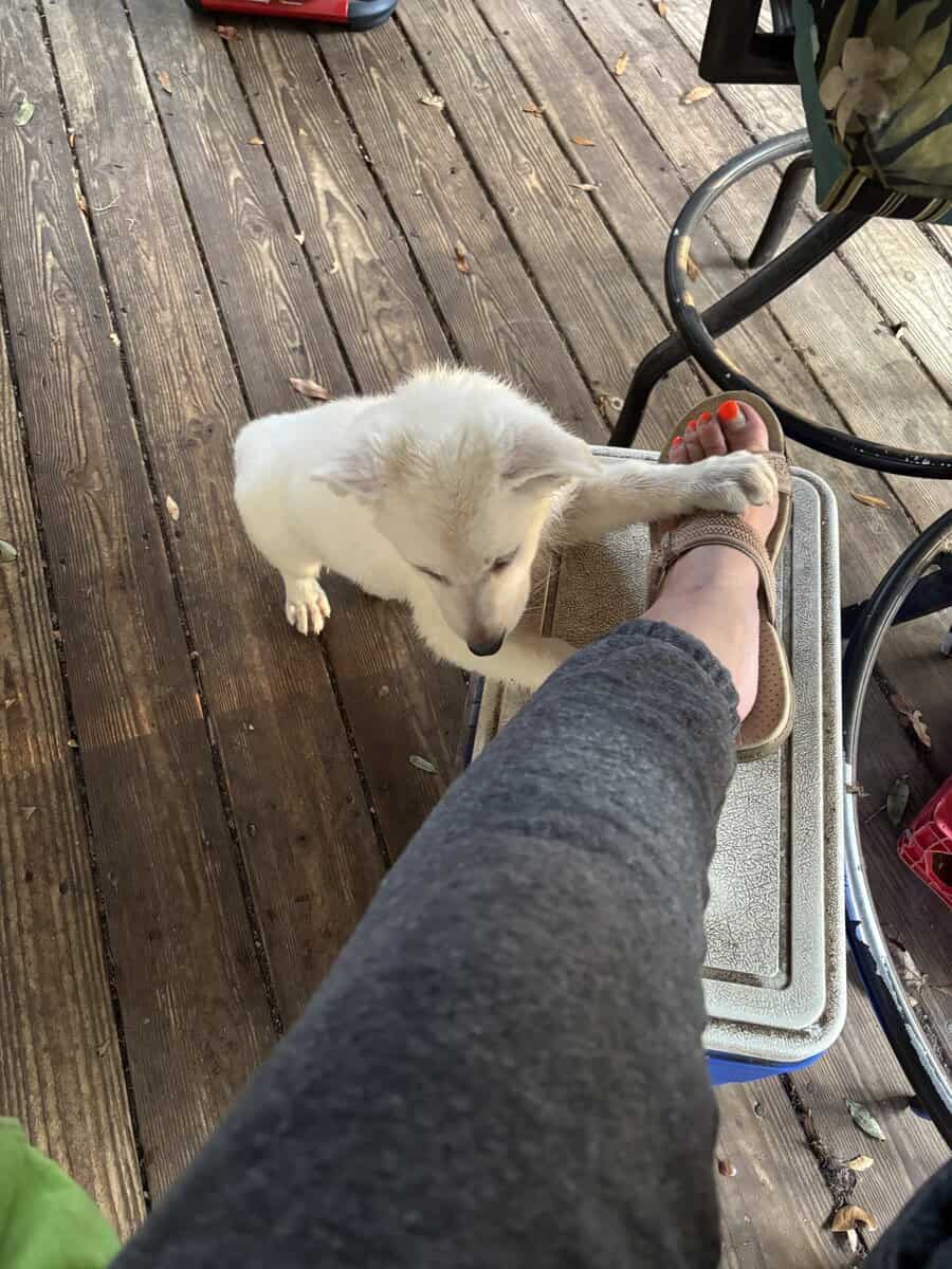 Female white German Shepherd image 4