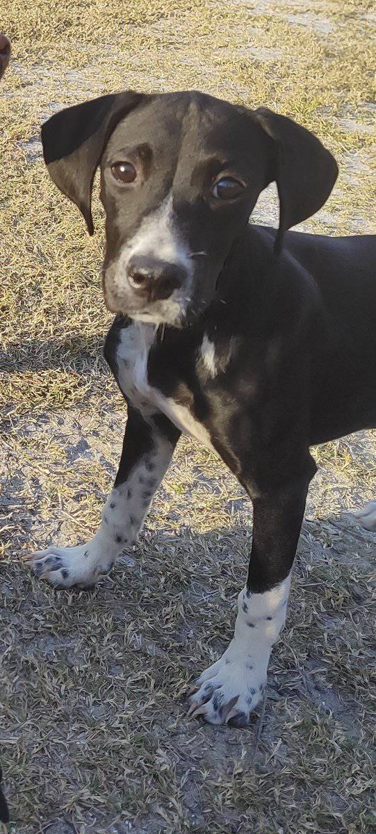 Puppies image 2