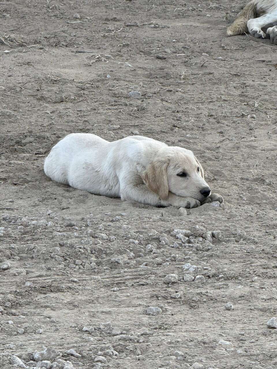 Male Lab puppy image 2