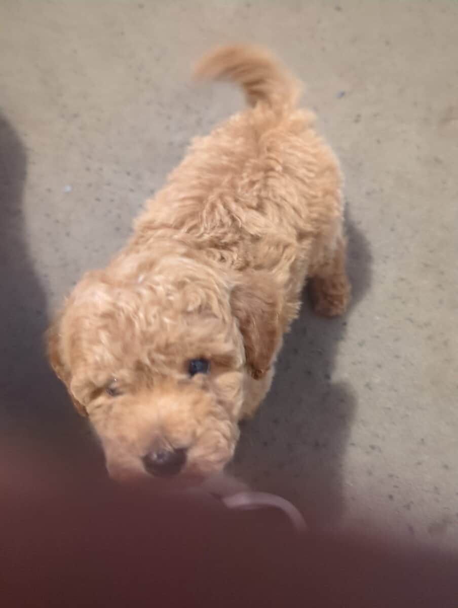 King ( miniature Poodle) image 2
