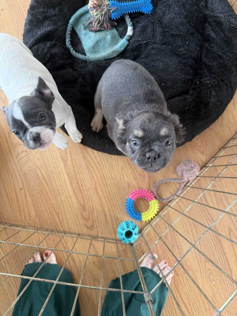 AKC female Fluffy French bulldog puppy image 1