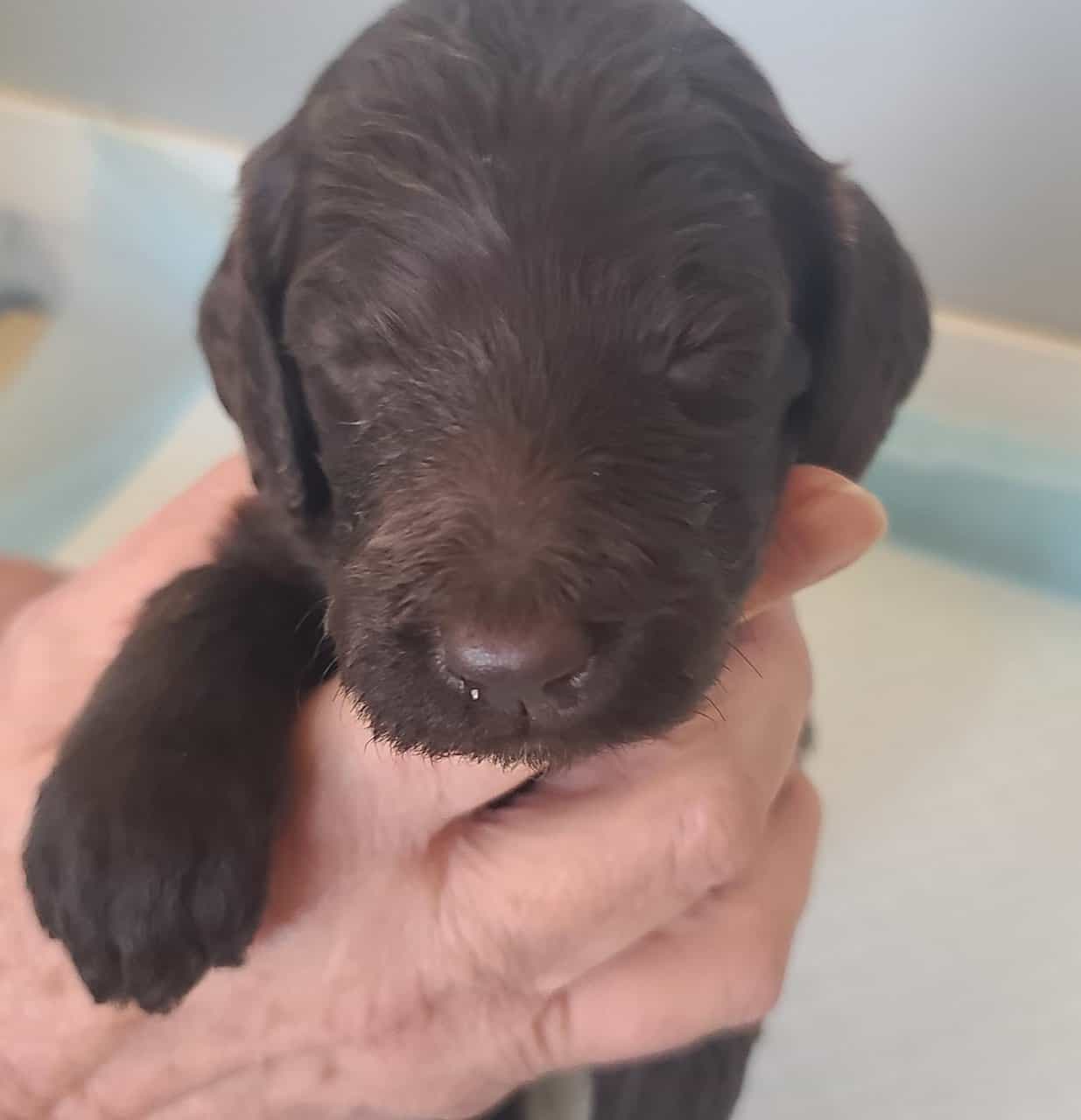 F2b Goldendoodles image 9