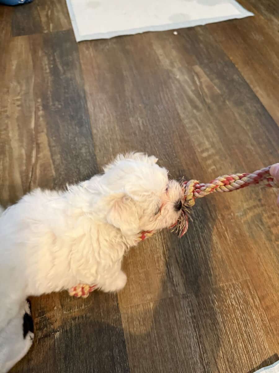 CKC purebred female puppies pure white lovable image 5