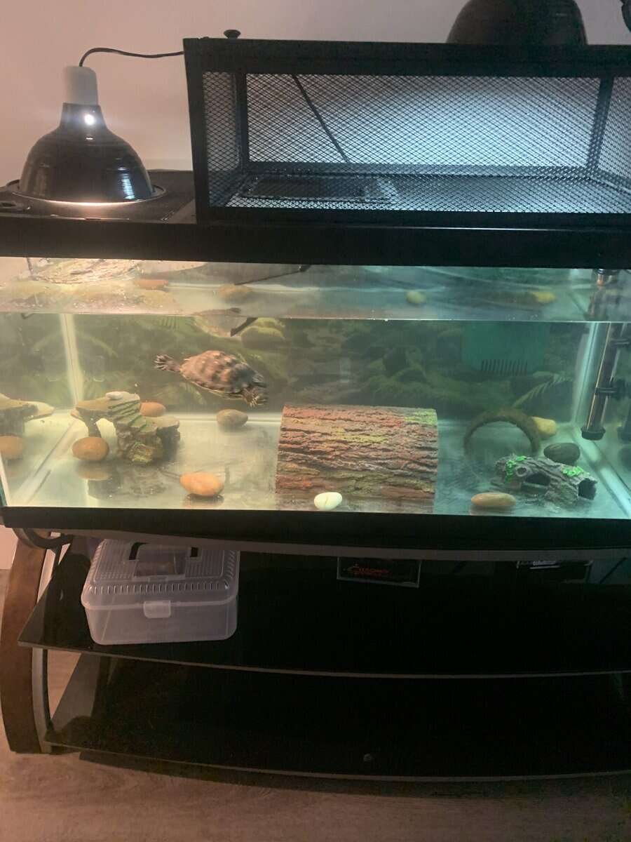 Yellow bellied turtle for sale image 4