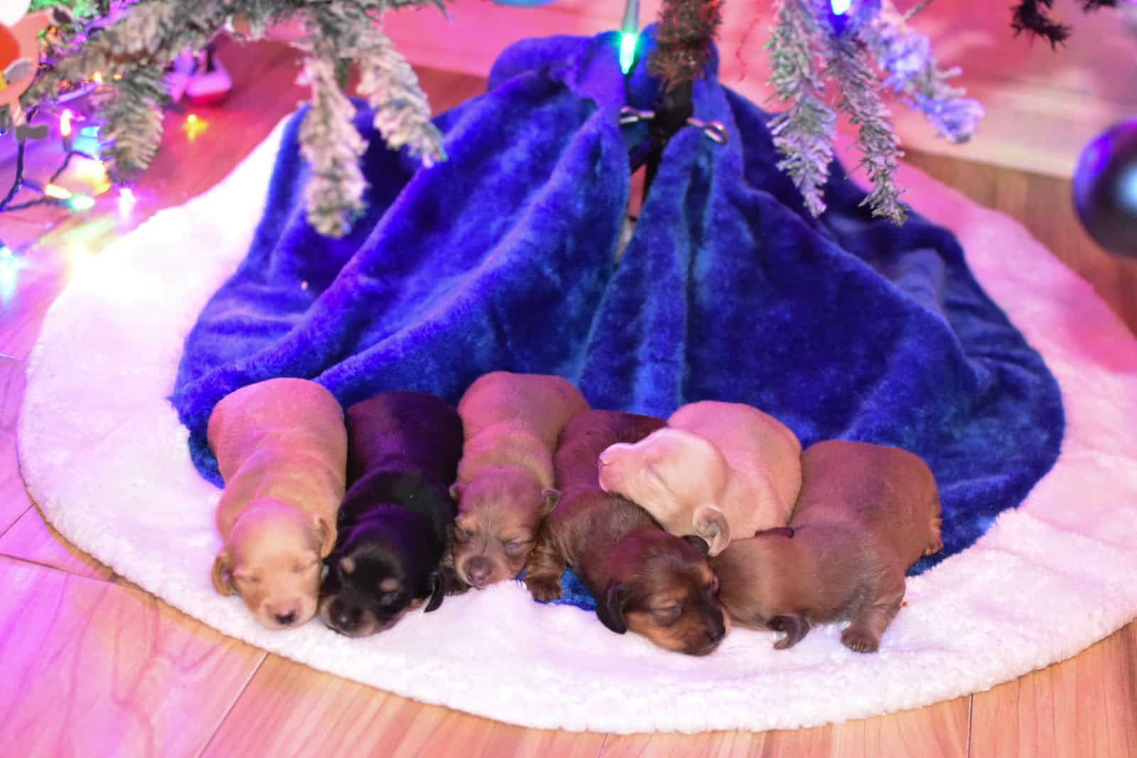 Miniature Dachshund Boys image 2