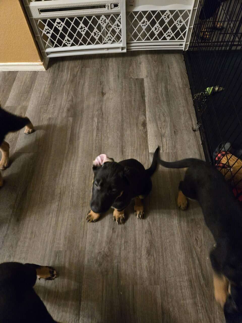 German Shepherd mix puppies image 1