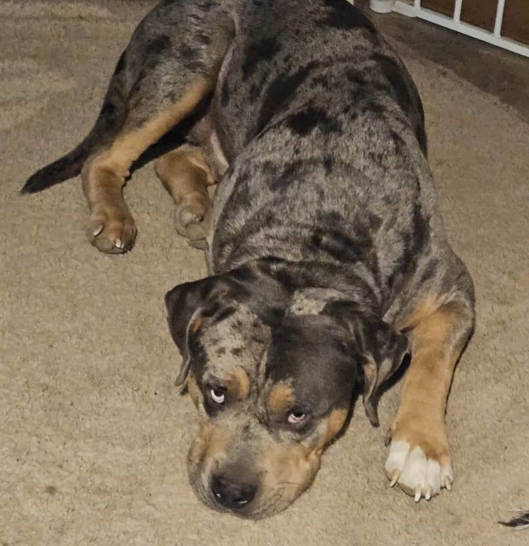 Full Bully Dog for Rehoming image 3