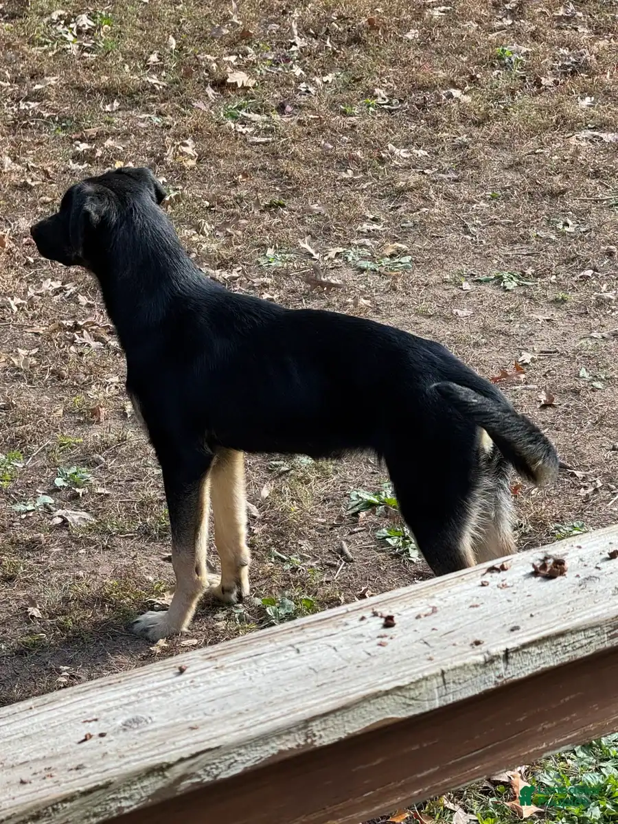 Belsky Pup image 2