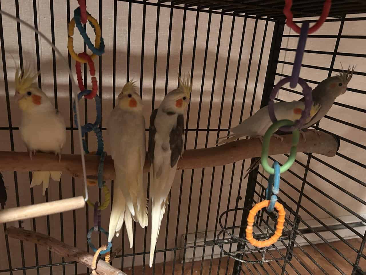 Cockatiel for sale image 4