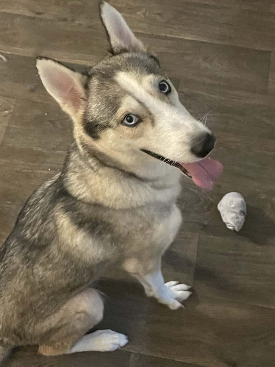 Selling Alaskan Malamute image 4