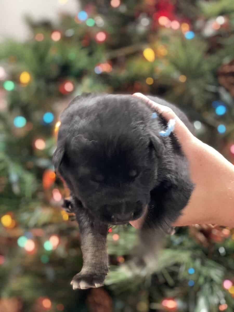 AKC Registered German Shepherd Puppies — 9 Availab image 1