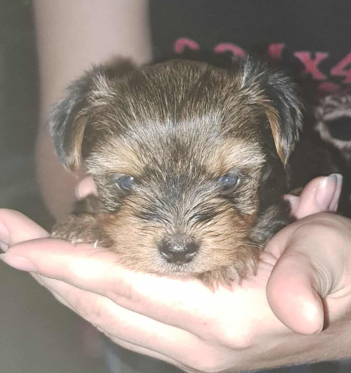 Yorkie Puppy image 2