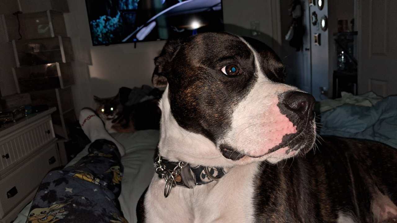 American staffordshire terrier and rat terrier image 10