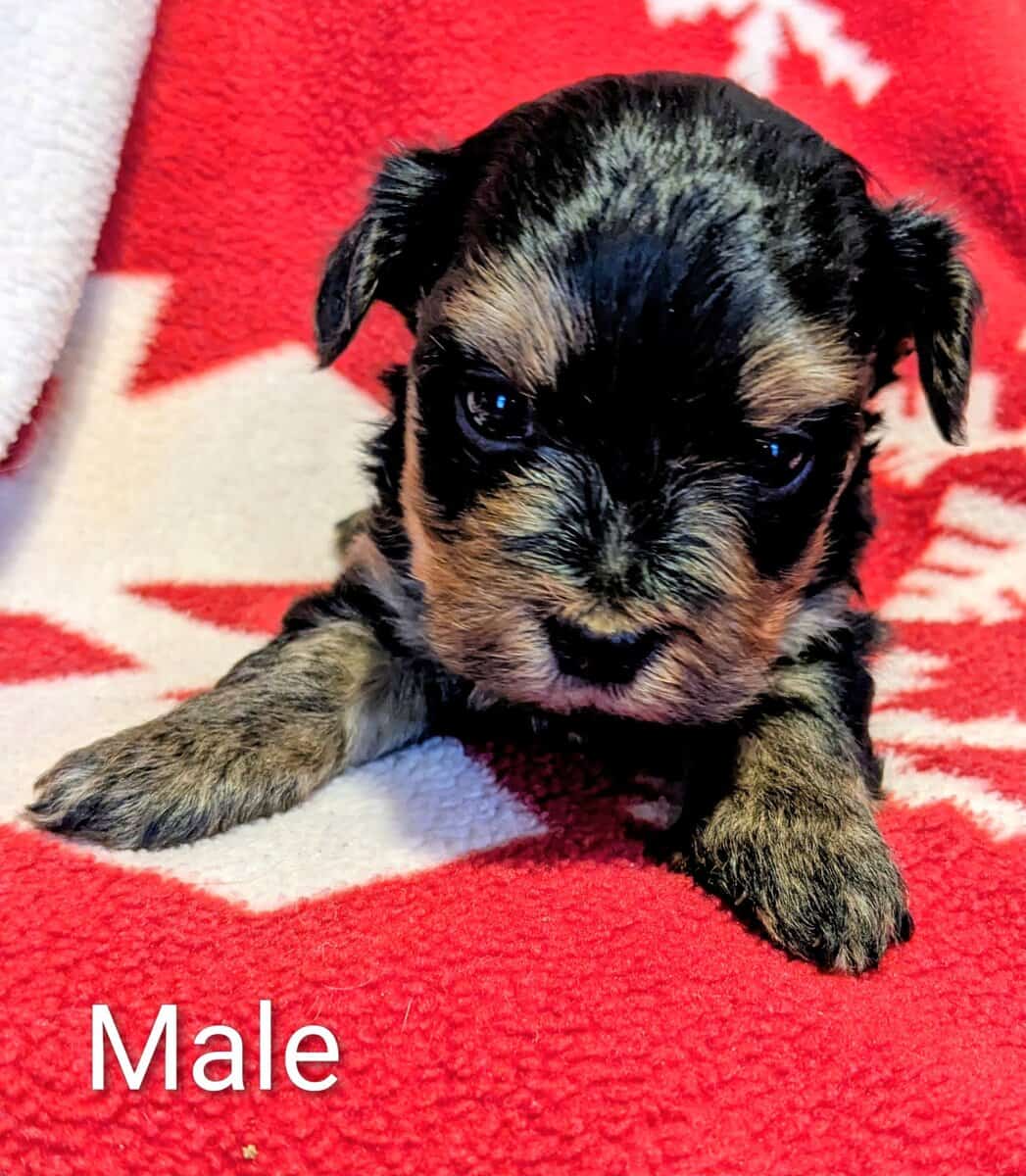 Morkie Male Puppies image 3