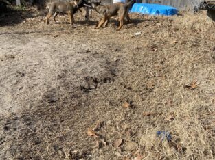 Belgian Malinois $400