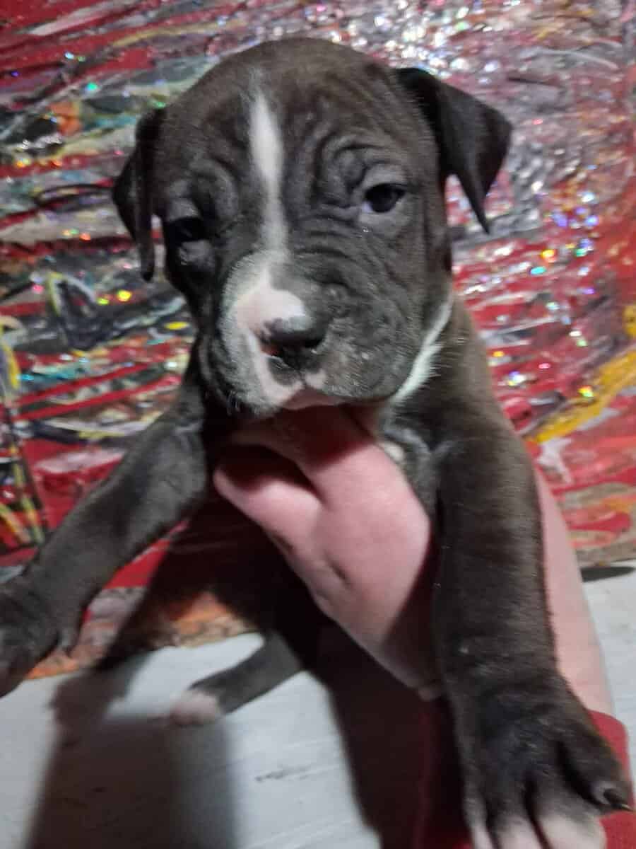 Cute pitbull pups image 7