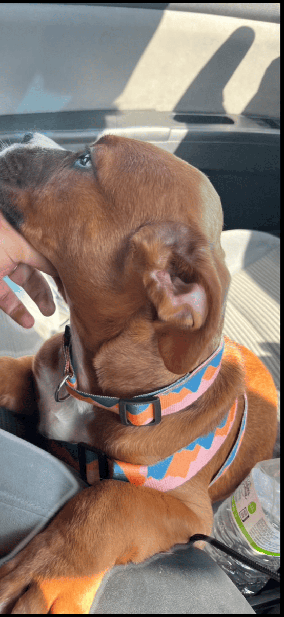 Looking for my forever home image 2